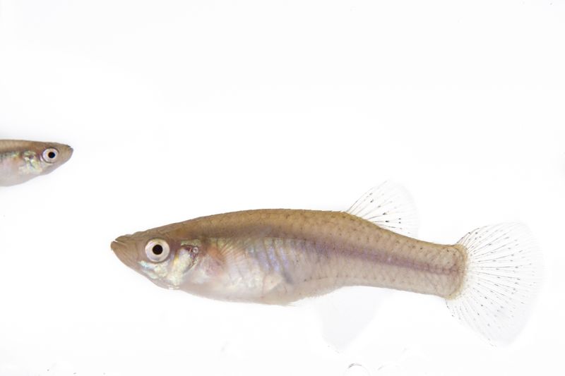 © Emanuela Colombo - Image from the Aliens photography project