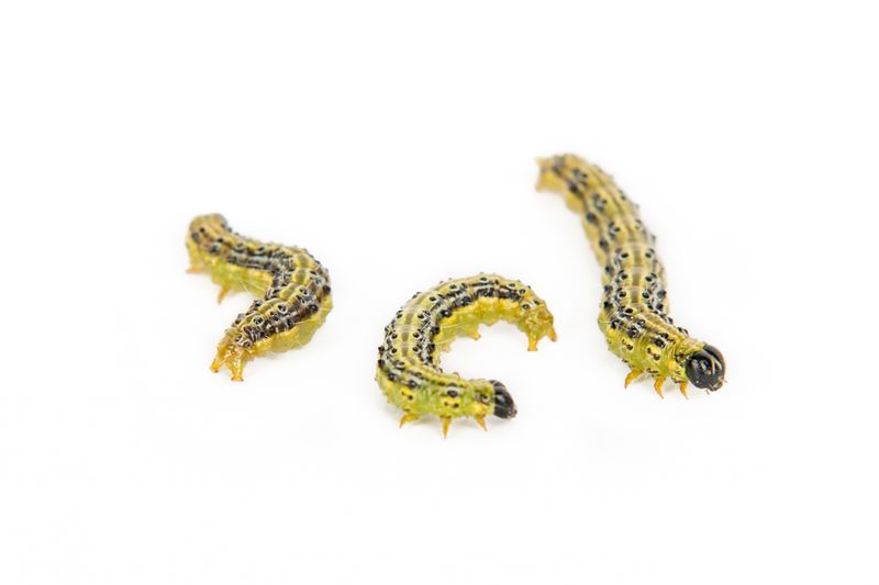 © Emanuela Colombo - Image from the Aliens photography project