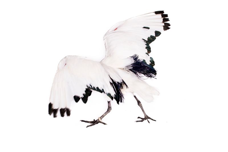 © Emanuela Colombo - Image from the Aliens photography project