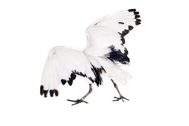 © Emanuela Colombo - Image from the Aliens photography project