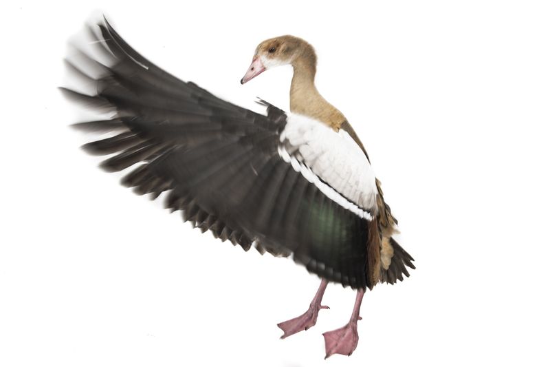 © Emanuela Colombo - Image from the Aliens photography project