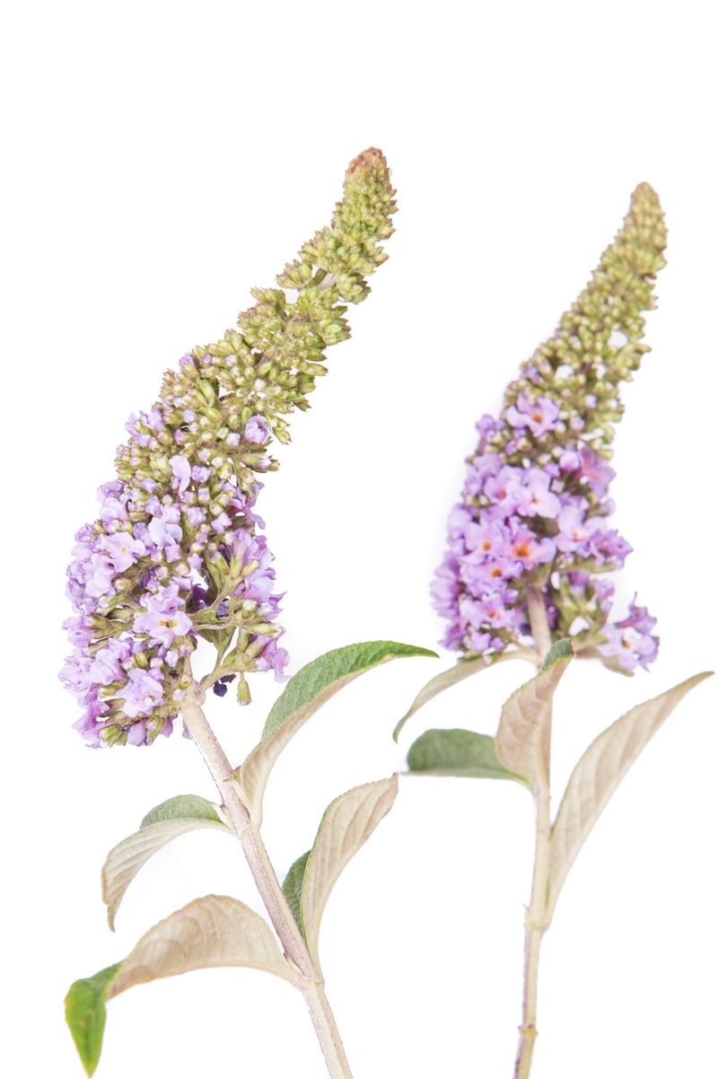 © Emanuela Colombo - Image from the Aliens photography project