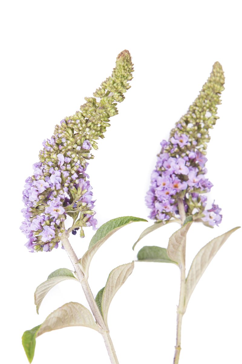 © Emanuela Colombo - Image from the Aliens photography project