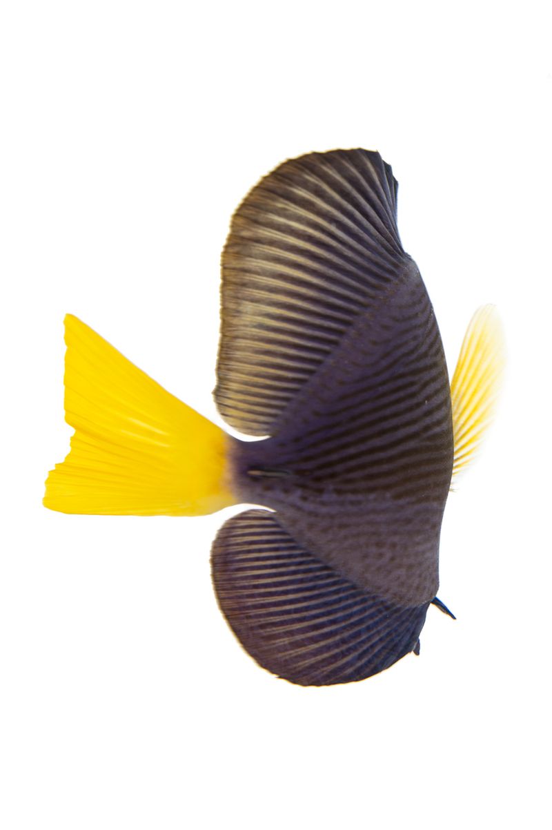 © Emanuela Colombo - Image from the Aliens photography project