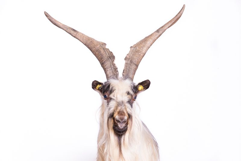 © Emanuela Colombo - Image from the FarmVille portraits of animals (almost) lost photography project