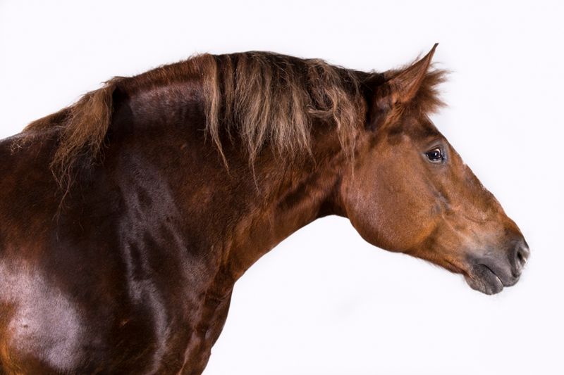 © Emanuela Colombo - Image from the FarmVille portraits of animals (almost) lost photography project