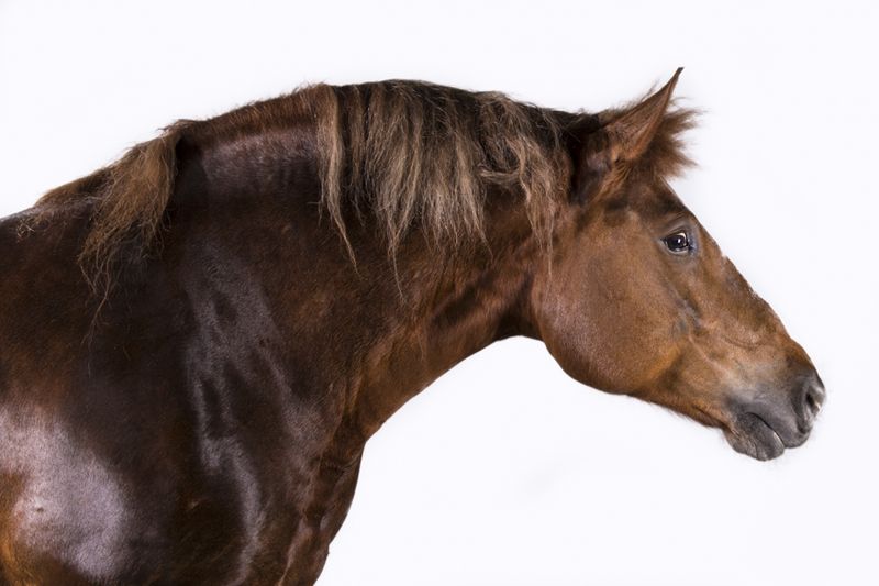 © Emanuela Colombo - Image from the FarmVille portraits of animals (almost) lost photography project