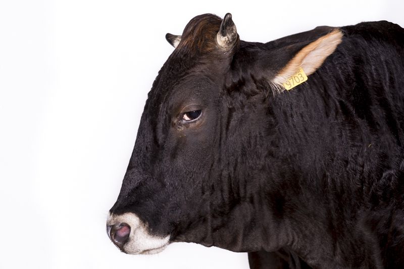 © Emanuela Colombo - Image from the FarmVille portraits of animals (almost) lost photography project