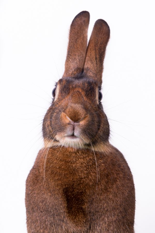 © Emanuela Colombo - Image from the FarmVille portraits of animals (almost) lost photography project