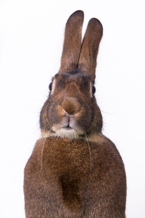 © Emanuela Colombo - Image from the FarmVille portraits of animals (almost) lost photography project