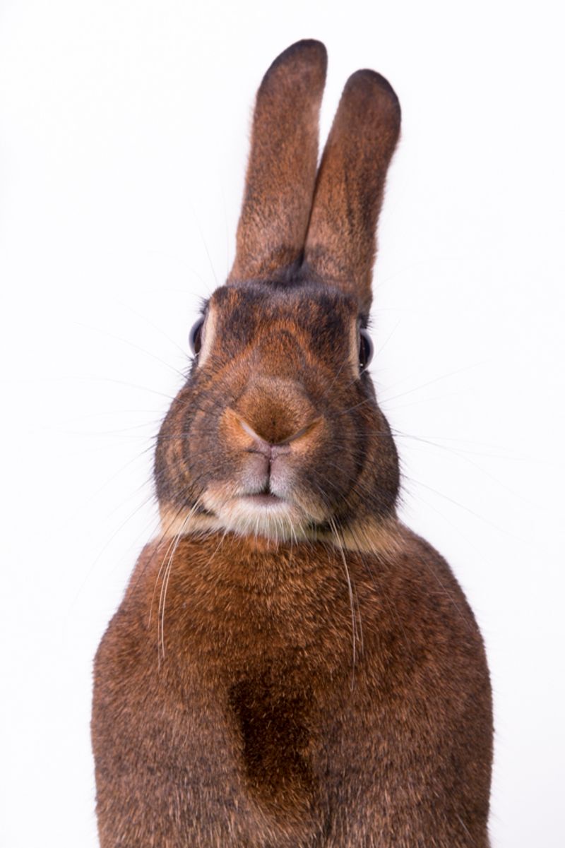 © Emanuela Colombo - Image from the FarmVille portraits of animals (almost) lost photography project