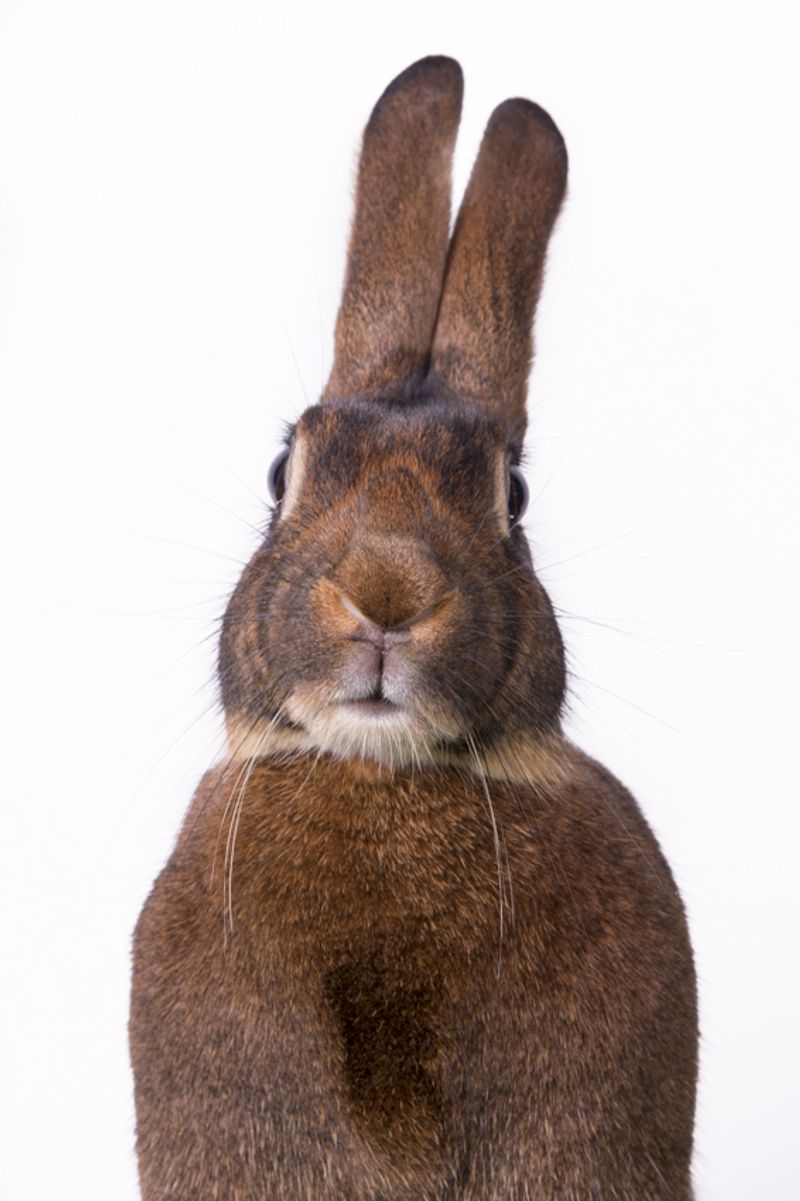 © Emanuela Colombo - Image from the FarmVille portraits of animals (almost) lost photography project