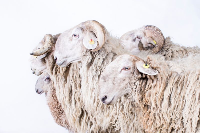 © Emanuela Colombo - Image from the FarmVille portraits of animals (almost) lost photography project