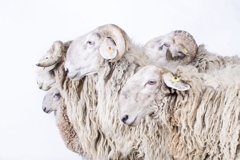 © Emanuela Colombo - Image from the FarmVille portraits of animals (almost) lost photography project