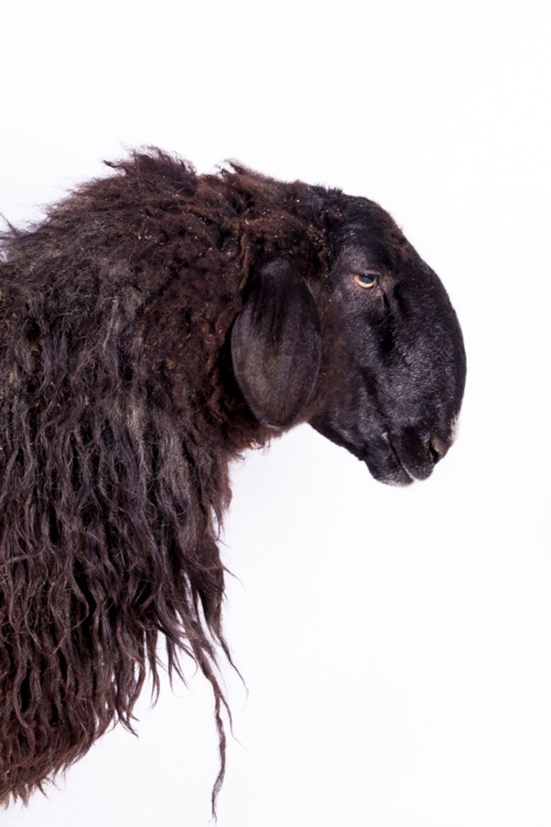 © Emanuela Colombo - Image from the FarmVille portraits of animals (almost) lost photography project