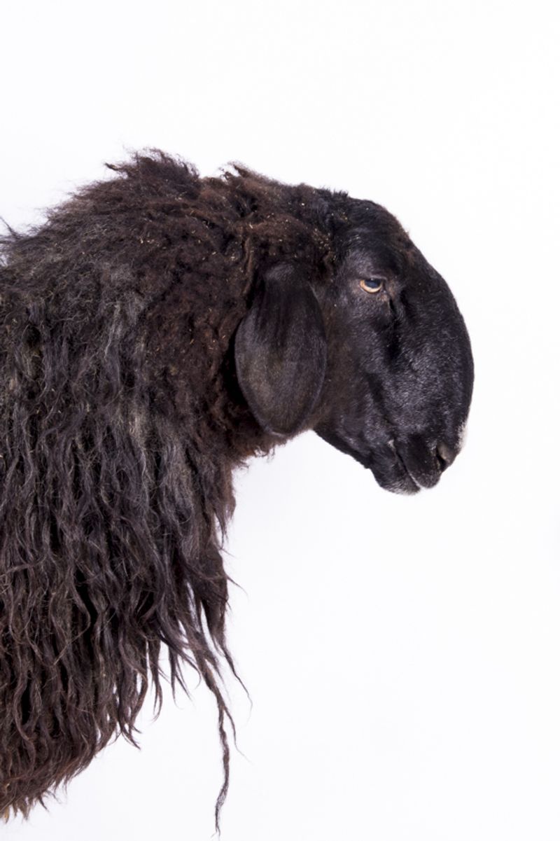 © Emanuela Colombo - Image from the FarmVille portraits of animals (almost) lost photography project