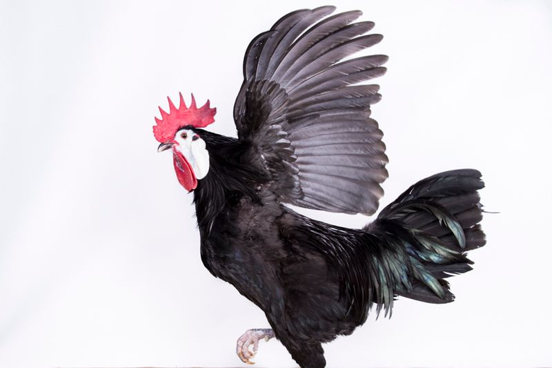 © Emanuela Colombo - Image from the FarmVille portraits of animals (almost) lost photography project