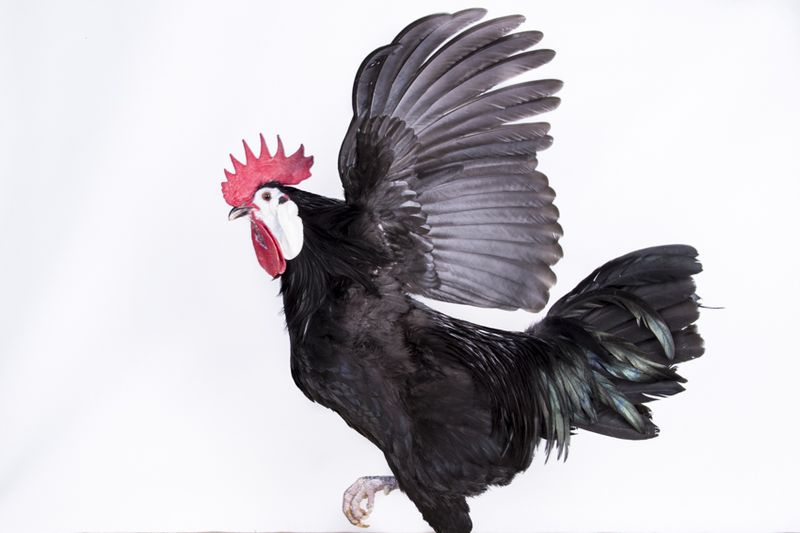 © Emanuela Colombo - Image from the FarmVille portraits of animals (almost) lost photography project