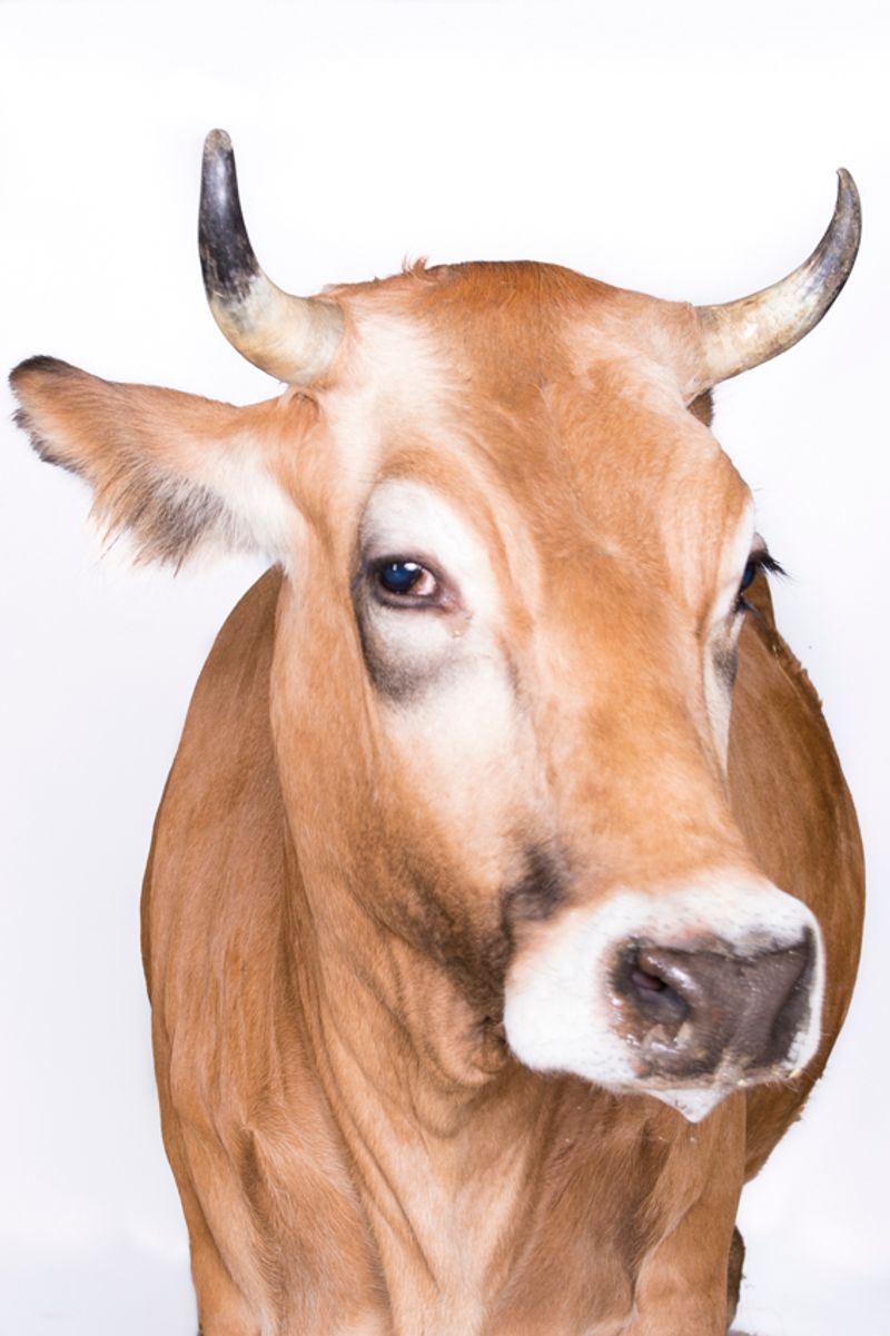 © Emanuela Colombo - Image from the FarmVille portraits of animals (almost) lost photography project