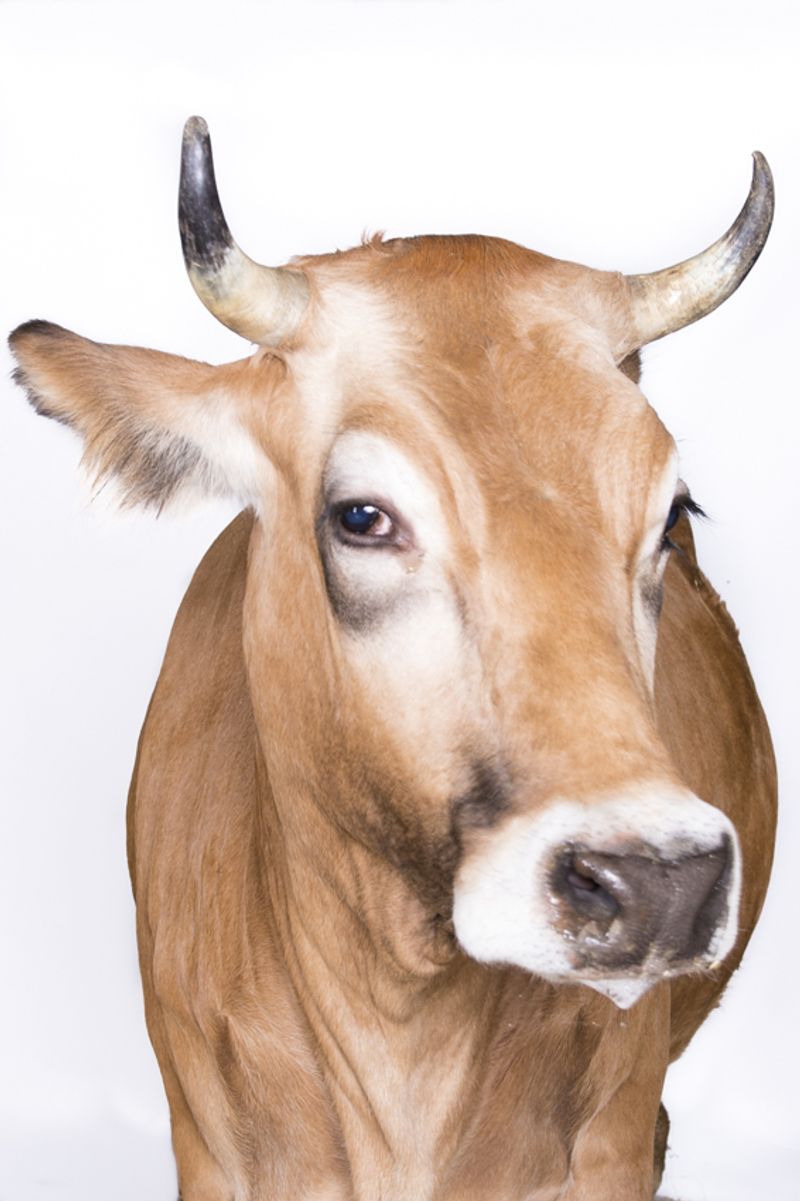 © Emanuela Colombo - Image from the FarmVille portraits of animals (almost) lost photography project