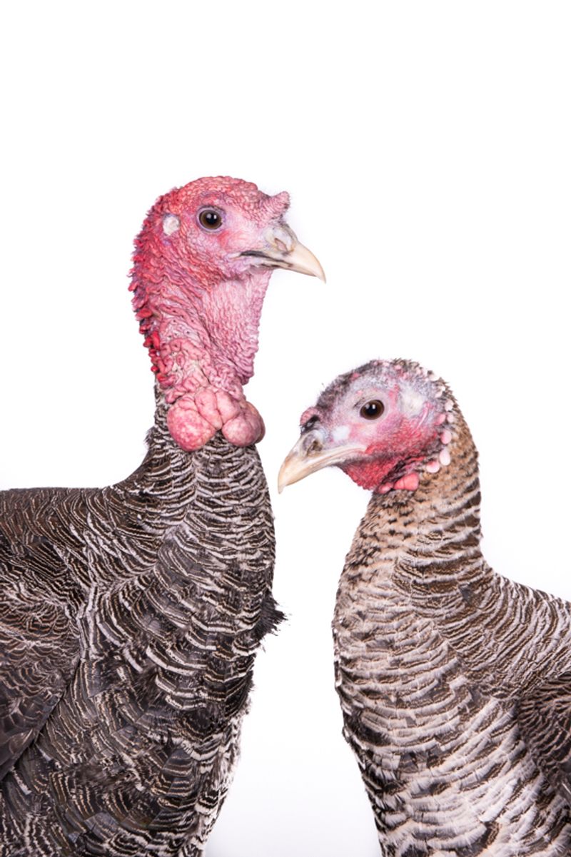 © Emanuela Colombo - Image from the FarmVille portraits of animals (almost) lost photography project