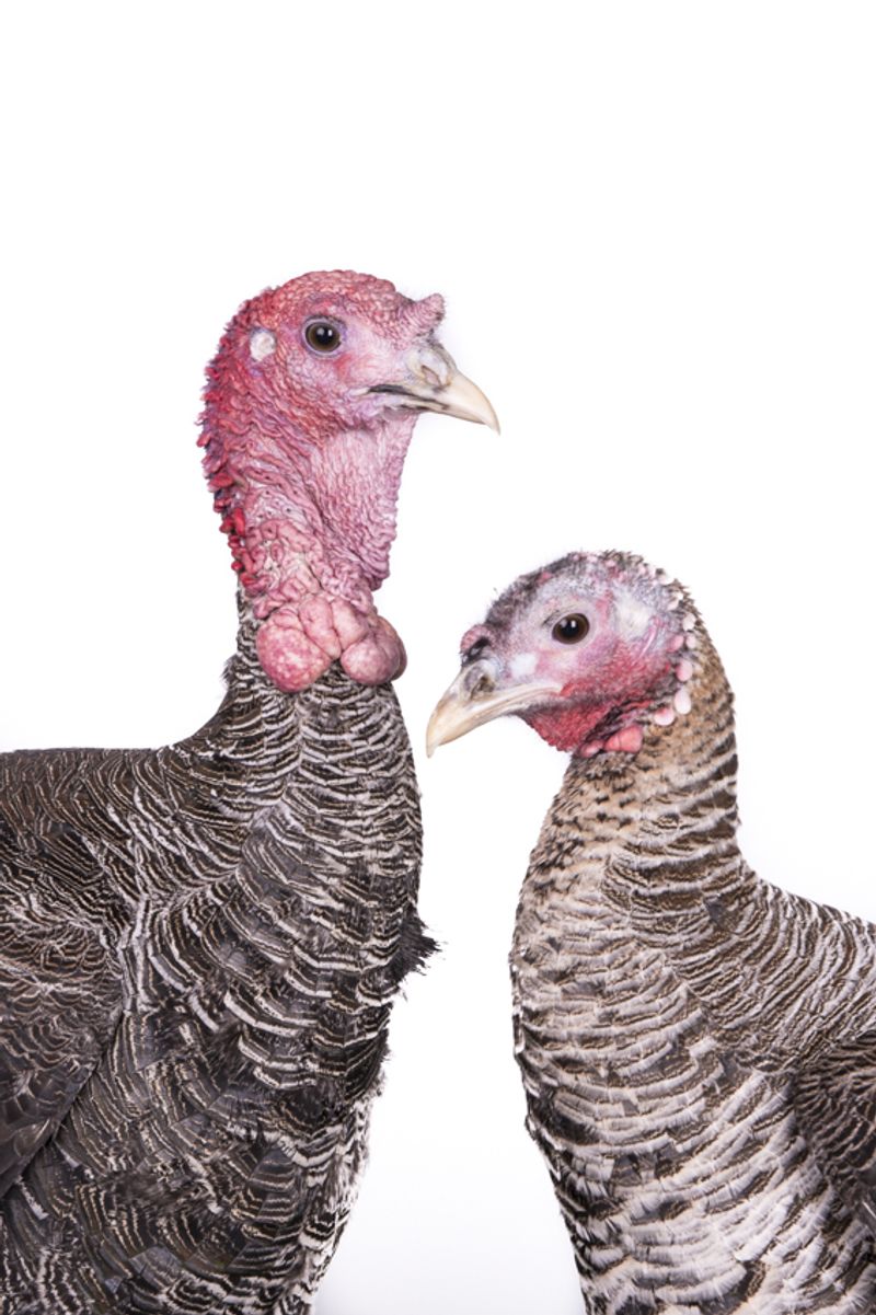 © Emanuela Colombo - Image from the FarmVille portraits of animals (almost) lost photography project