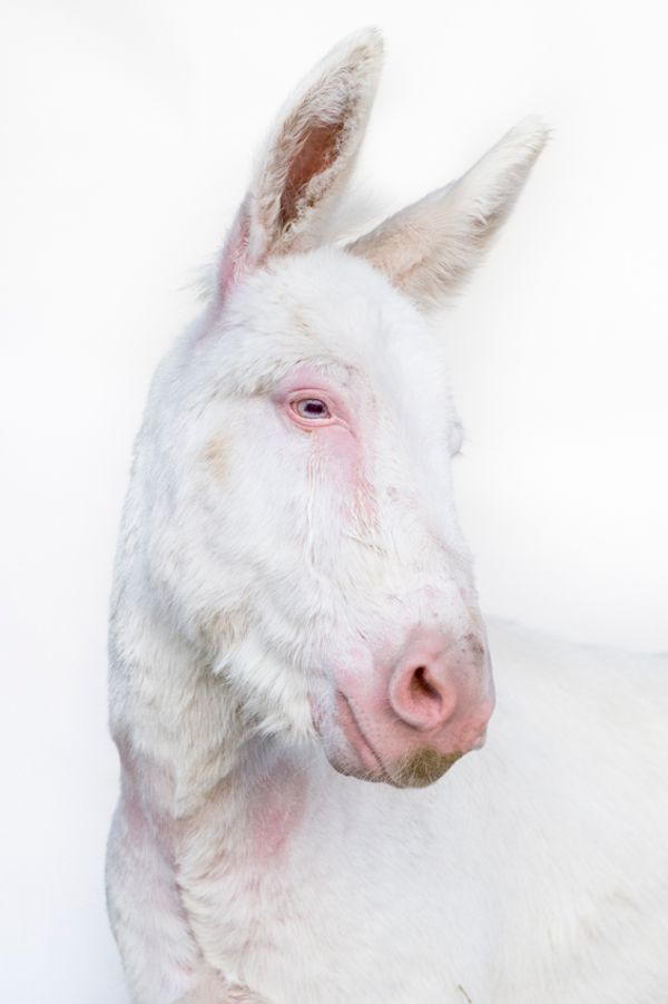 © Emanuela Colombo - Image from the FarmVille portraits of animals (almost) lost photography project