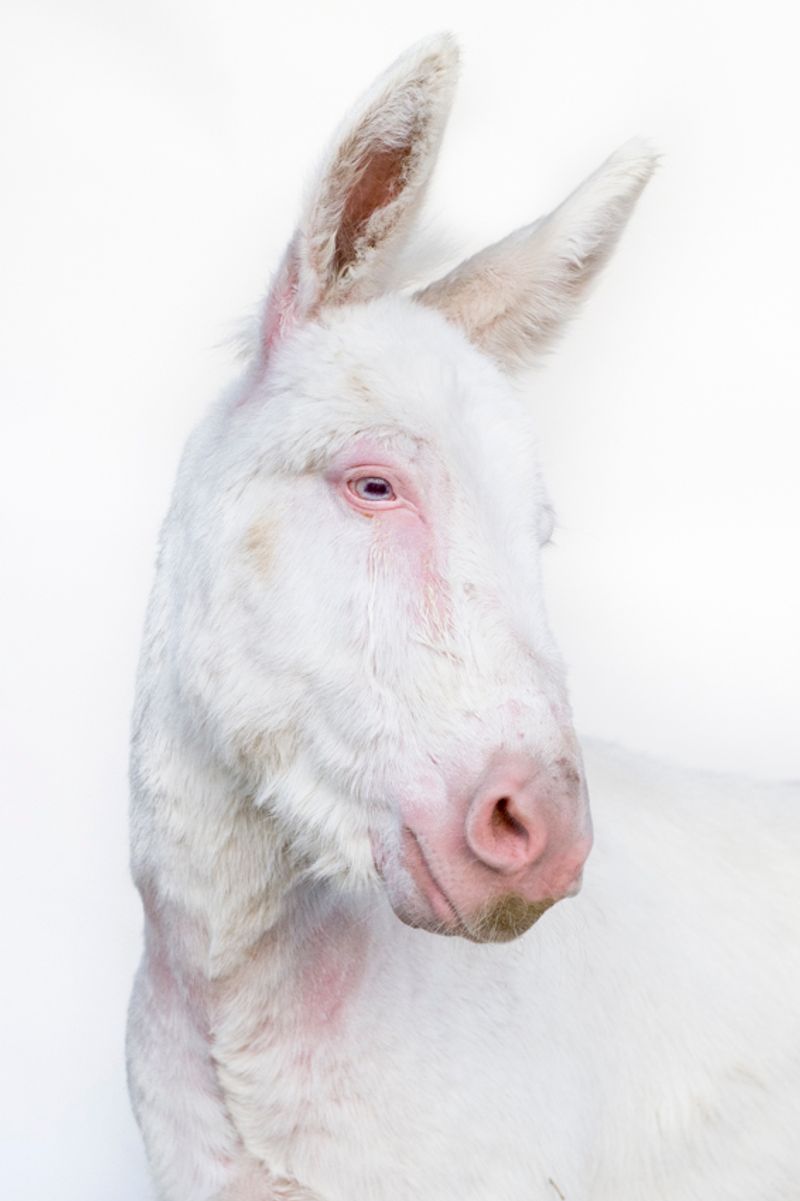 © Emanuela Colombo - Image from the FarmVille portraits of animals (almost) lost photography project