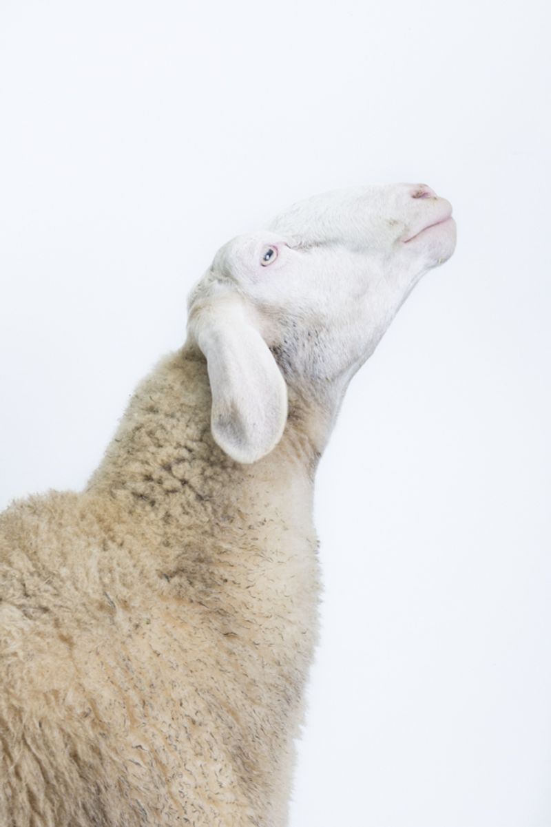 © Emanuela Colombo - Image from the FarmVille portraits of animals (almost) lost photography project