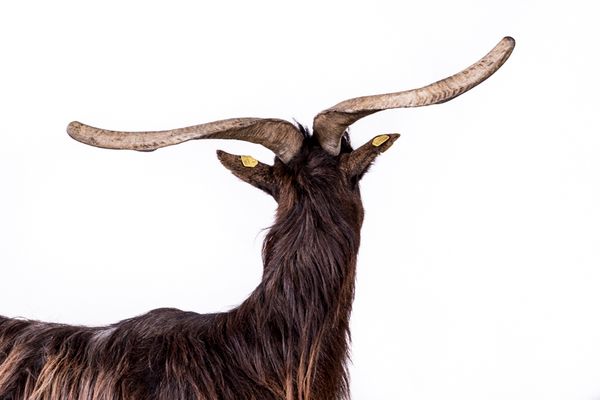 © Emanuela Colombo - Image from the FarmVille portraits of animals (almost) lost photography project