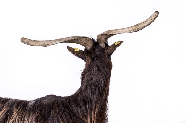 © Emanuela Colombo - Image from the FarmVille portraits of animals (almost) lost photography project