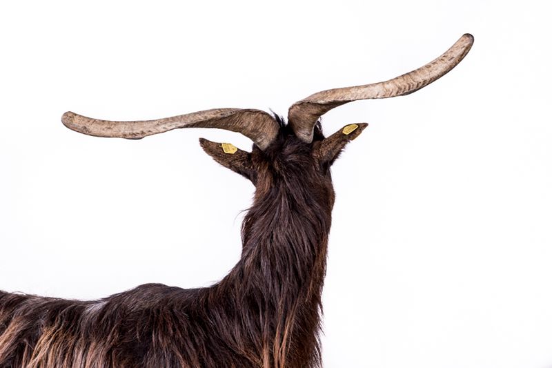 © Emanuela Colombo - Image from the FarmVille portraits of animals (almost) lost photography project