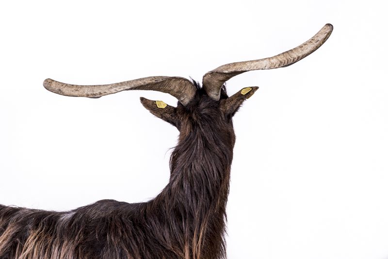 © Emanuela Colombo - Image from the FarmVille portraits of animals (almost) lost photography project