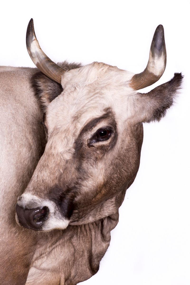 © Emanuela Colombo - Image from the FarmVille portraits of animals (almost) lost photography project