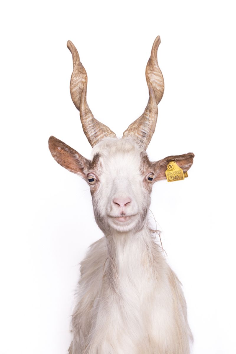 © Emanuela Colombo - Image from the FarmVille portraits of animals (almost) lost photography project