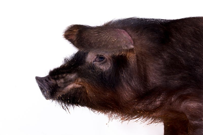 © Emanuela Colombo - Image from the FarmVille portraits of animals (almost) lost photography project