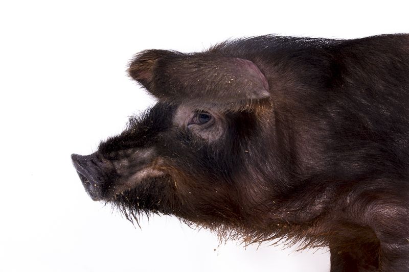 © Emanuela Colombo - Image from the FarmVille portraits of animals (almost) lost photography project