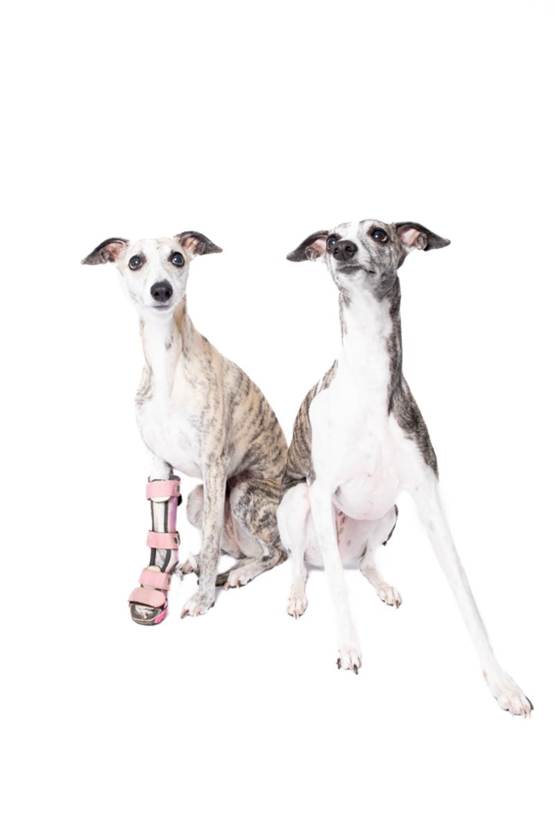 © Emanuela Colombo - Image from the SUPERPETS : WHEN LIFE IS RESTORED THROUGHT A PROSTHESIS photography project