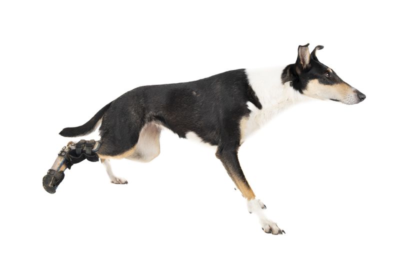 © Emanuela Colombo - Image from the SUPERPETS : WHEN LIFE IS RESTORED THROUGHT A PROSTHESIS photography project