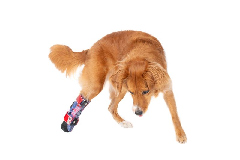 © Emanuela Colombo - Image from the SUPERPETS : WHEN LIFE IS RESTORED THROUGHT A PROSTHESIS photography project