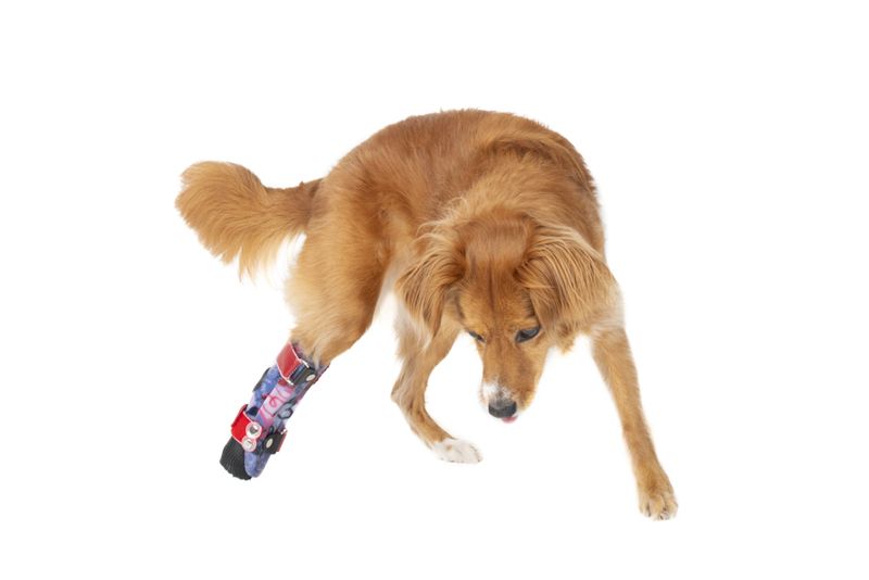 © Emanuela Colombo - Image from the SUPERPETS : WHEN LIFE IS RESTORED THROUGHT A PROSTHESIS photography project