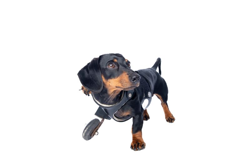 © Emanuela Colombo - Image from the SUPERPETS : WHEN LIFE IS RESTORED THROUGHT A PROSTHESIS photography project