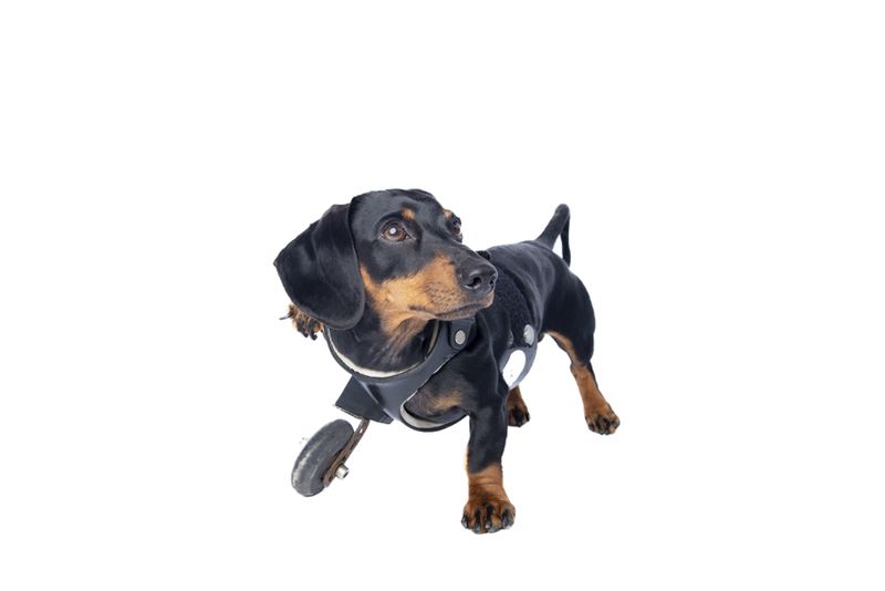 © Emanuela Colombo - Image from the SUPERPETS : WHEN LIFE IS RESTORED THROUGHT A PROSTHESIS photography project