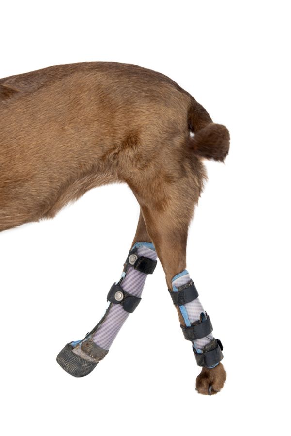 © Emanuela Colombo - Image from the SUPERPETS : WHEN LIFE IS RESTORED THROUGHT A PROSTHESIS photography project