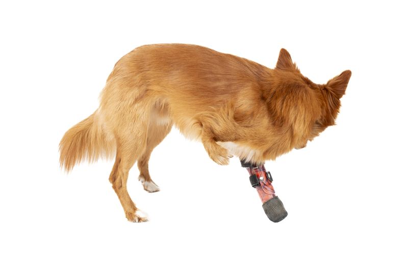 © Emanuela Colombo - Image from the SUPERPETS : WHEN LIFE IS RESTORED THROUGHT A PROSTHESIS photography project