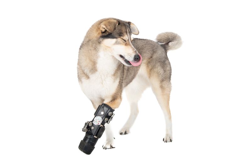 © Emanuela Colombo - Image from the SUPERPETS : WHEN LIFE IS RESTORED THROUGHT A PROSTHESIS photography project