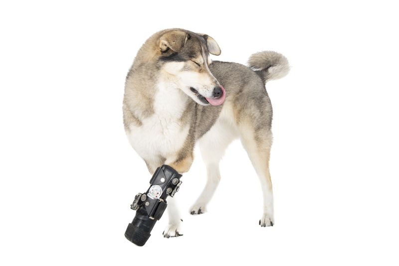 © Emanuela Colombo - Image from the SUPERPETS : WHEN LIFE IS RESTORED THROUGHT A PROSTHESIS photography project