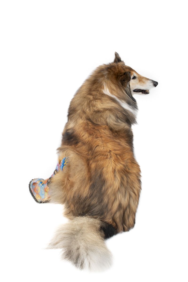 © Emanuela Colombo - Image from the SUPERPETS : WHEN LIFE IS RESTORED THROUGHT A PROSTHESIS photography project