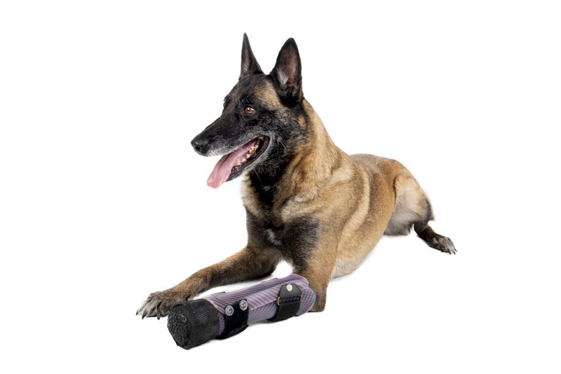 © Emanuela Colombo - Image from the SUPERPETS : WHEN LIFE IS RESTORED THROUGHT A PROSTHESIS photography project