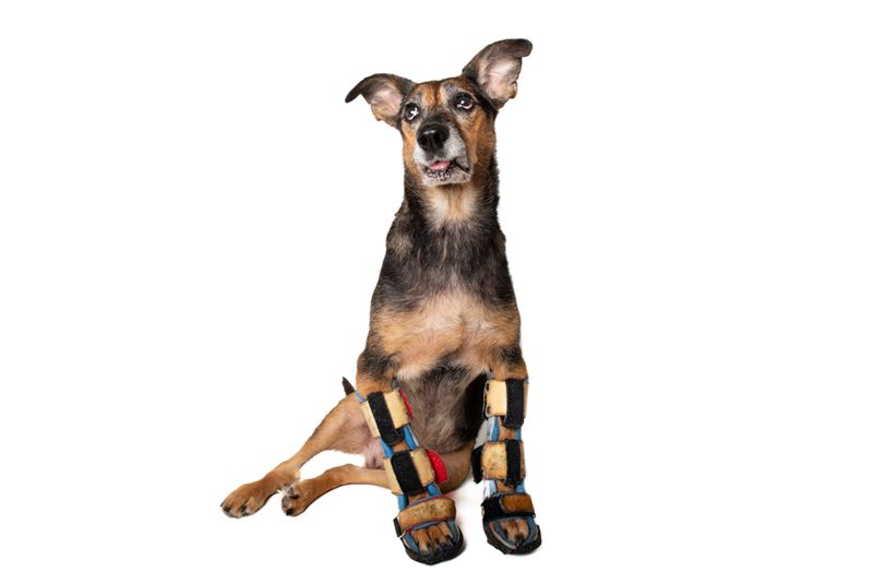 © Emanuela Colombo - Image from the SUPERPETS : WHEN LIFE IS RESTORED THROUGHT A PROSTHESIS photography project